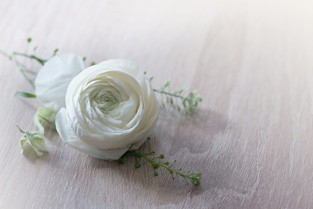 A stunning arrangement of ranunculus flowers, displaying their layered, delicate petals in soft pastel colors