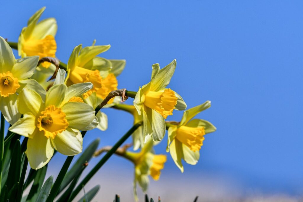 Close-up of bright yellow daffodils, their trumpet-shaped blooms symbolizing the arrival of spring