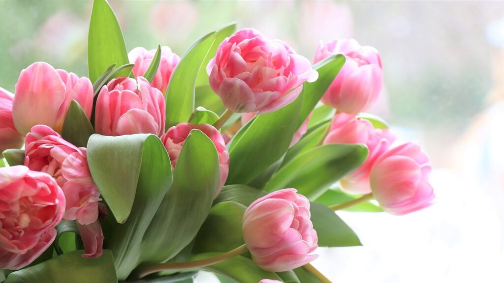 A vibrant bouquet of colorful tulips in full bloom, showcasing the variety of shades available in spring